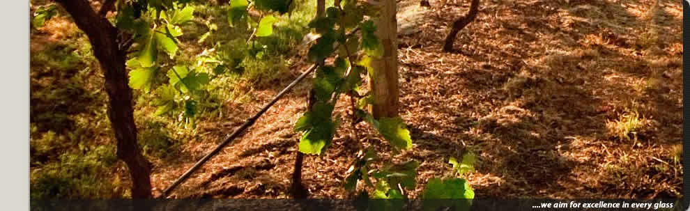 Whispering Brook's stunning Cellar Door