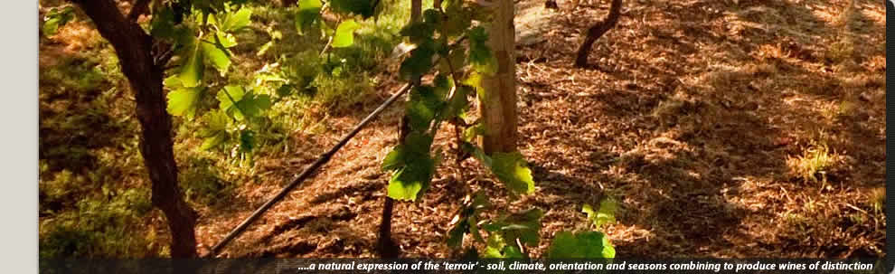 Whispering Brook's stunning Cellar Door